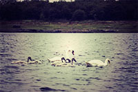 coole-park-swans