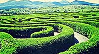 The Peace Maze Co Down