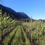 trento-vineyards